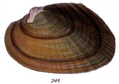 specimen image from publication