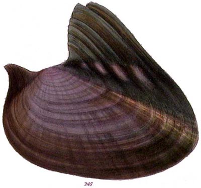 specimen image from publication