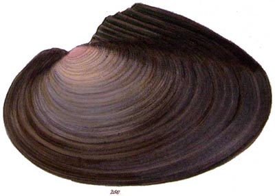 specimen image from publication