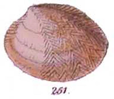 specimen image from publication