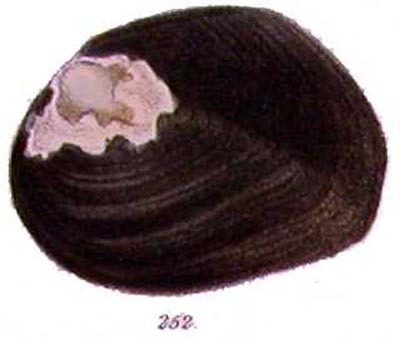 specimen image from publication