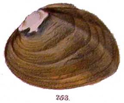 specimen image from publication