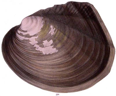 specimen image from publication