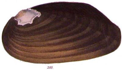 specimen image from publication