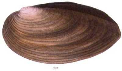 specimen image from publication