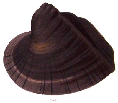 specimen image from publication