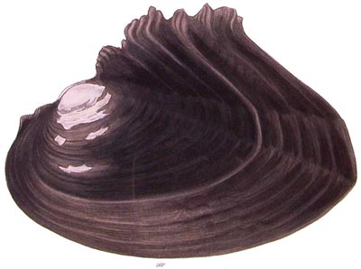 specimen image from publication