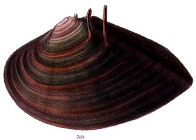 specimen image from publication