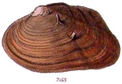 specimen image from publication