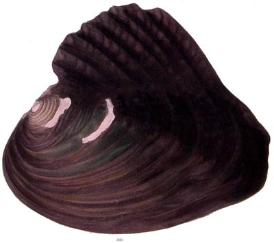 specimen image from publication