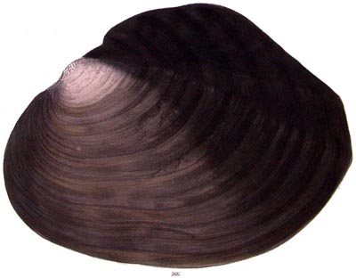 specimen image from publication