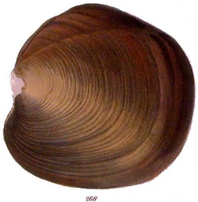 specimen image from publication