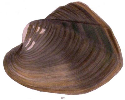 specimen image from publication