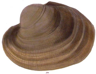 specimen image from publication