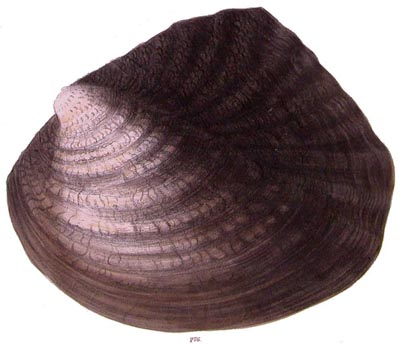 specimen image from publication