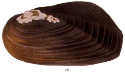 specimen image from publication