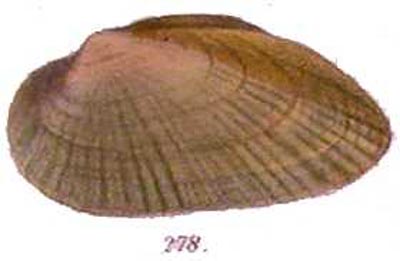 specimen image from publication