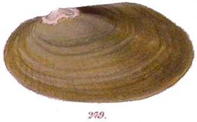 specimen image from publication
