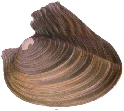 specimen image from publication