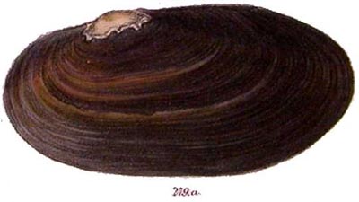 specimen image from publication