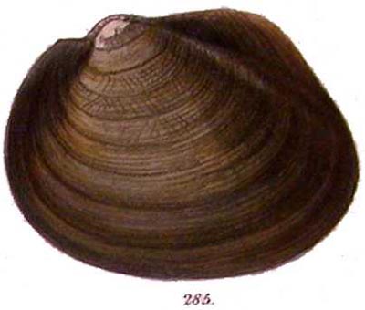specimen image from publication