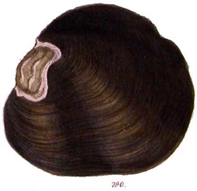 specimen image from publication