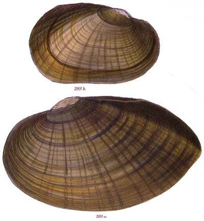 specimen image from publication