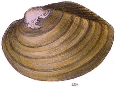 specimen image from publication