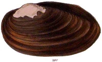 specimen image from publication