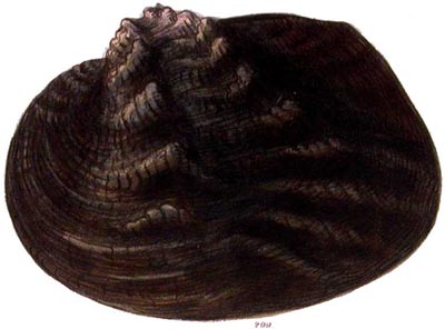 specimen image from publication