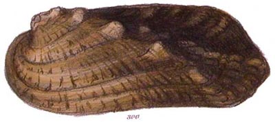 specimen image from publication