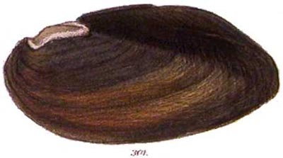 specimen image from publication