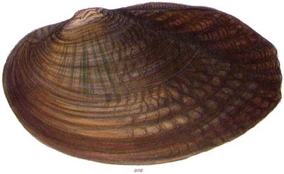 specimen image from publication