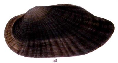 specimen image from publication