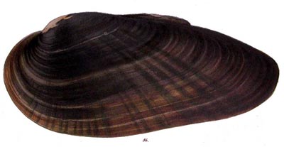 specimen image from publication