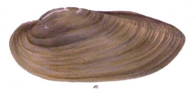 specimen image from publication