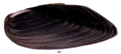 specimen image from publication