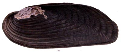 specimen image from publication