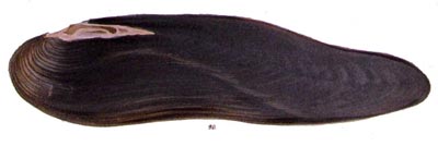 specimen image from publication