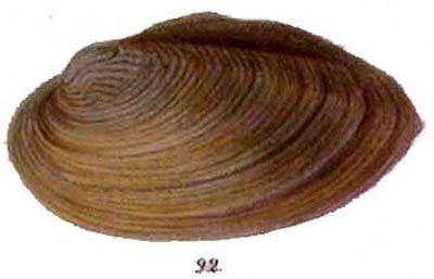 specimen image from publication