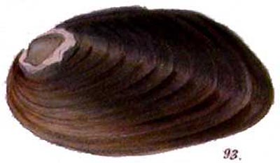 specimen image from publication