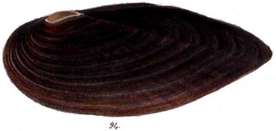 specimen image from publication