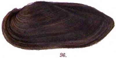 specimen image from publication