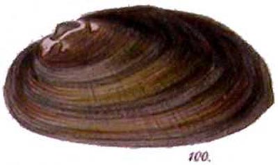specimen image from publication