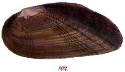 specimen image from publication