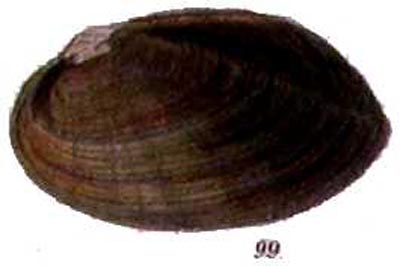 specimen image from publication