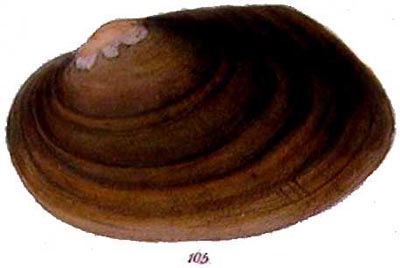 specimen image from publication