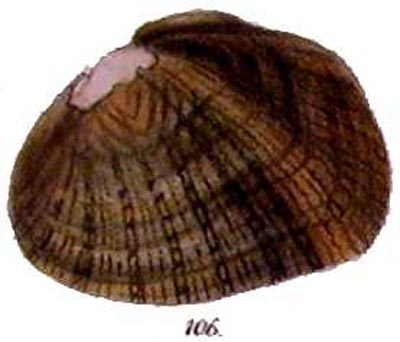 specimen image from publication