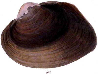 specimen image from publication