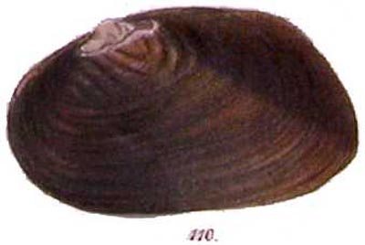 specimen image from publication